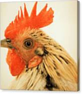 Portrait Of A Wild Rooster Canvas Print