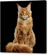 Portrait Of Ginger Maine Coon Cat Isolated On Black Background Canvas Print