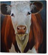 Portrait Of Sally The Cow Canvas Print