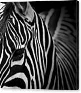 Portrait Of Zebra In Black And White V Canvas Print