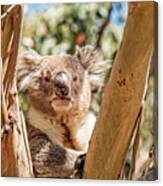 Posing Koala Canvas Print