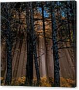 Power In The Woods Canvas Print