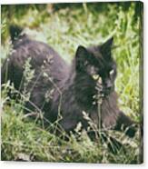 Prairie Cat Canvas Print