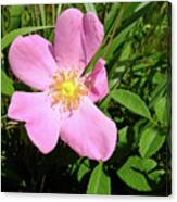 Prairie Rose Canvas Print