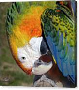 Preening Macaw Canvas Print