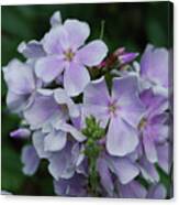 Pretty Cluster Of Blooming Pale Pink Phlox Flowers Canvas Print