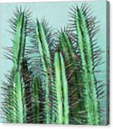Prick Cactus Canvas Print