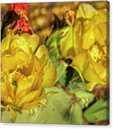 Prickly Pear Blossoms H1815 Canvas Print