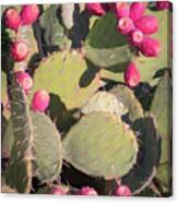 Prickly Pear Cactus Canvas Print