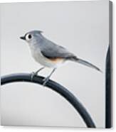 Profile Of A Tufted Titmouse Canvas Print