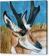 Pronghorn Pride Canvas Print