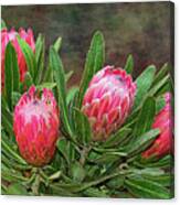 Proteas In Bloom By Kaye Menner Canvas Print