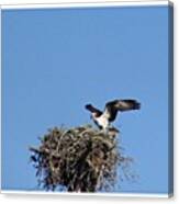 Protect This House! #osprey #bird Canvas Print