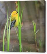 Prothonotary Warbler 5 Canvas Print