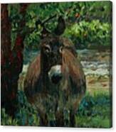 Provence Donkey Canvas Print