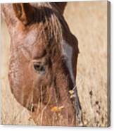 Pryor Mountain Wild Mustang Cropped Canvas Print