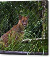 Puma At Amaru Iii Canvas Print