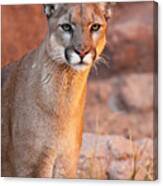 Puma At Sunset Canvas Print