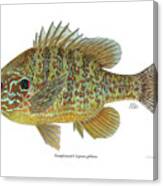 Pumpkinseed sunfish Painting by Emily Damstra - Pixels