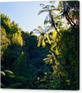 Punga Tree Ferns Canvas Print