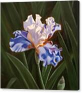 Purple And White Iris Canvas Print