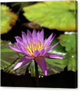 Purple And Yellow Water Lily Canvas Print