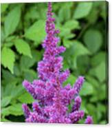 Purple Astilbe Flower Canvas Print