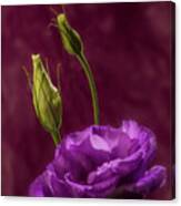 Purple Blossom And Buds Canvas Print