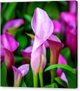 Purple Calla Lilies Canvas Print