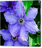 Purple Clematis Canvas Print