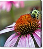 Purple Cone Flower And Bee Canvas Print