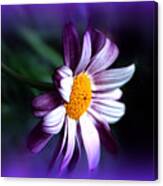 Purple Daisy Flower Canvas Print