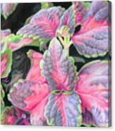 Purple Flowering Plant Canvas Print
