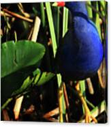 Purple Gallinule Canvas Print