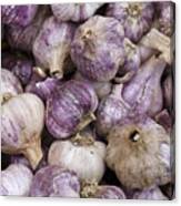 Purple Garlic Canvas Print