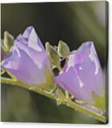 Purple Globemallow Wildflowers Canvas Print