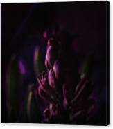 Purple Hyacinth Sunset Canvas Print