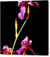 Purple Iris 2 Canvas Print