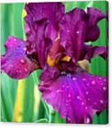 Purple Iris 2 Photograph Canvas Print