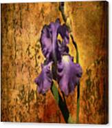 Purple Iris At Sunset Canvas Print