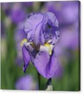 Purple Iris Fields Forever Canvas Print