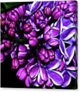 Purple Lilac Canvas Print