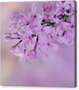 Purple Lilac Ii Canvas Print