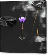 Purple Lily In Black And White Canvas Print