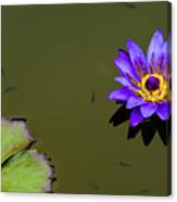 Purple Lily With Tiny Fish Canvas Print