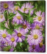 Purple Mountain Asters Canvas Print