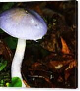 Purple Mushroom Russula Cyanoxantha Canvas Print