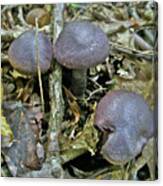 Purple Mushrooms - Yellow Leaf - Cortinarius Violaceus Canvas Print
