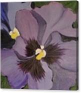 Purple Pansies Canvas Print