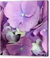 Purple Petals Canvas Print